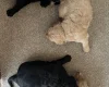 Goldendoodle