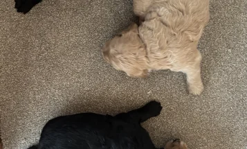 Goldendoodle