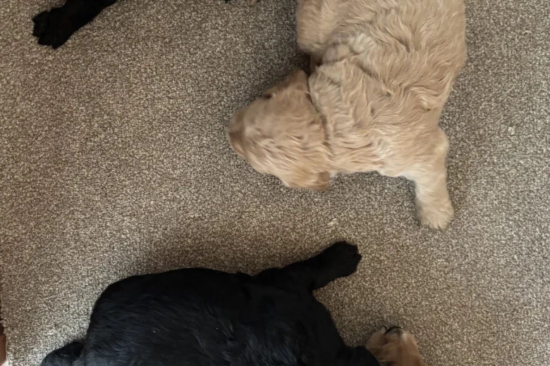 Goldendoodle