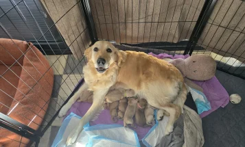 Golden Retriever