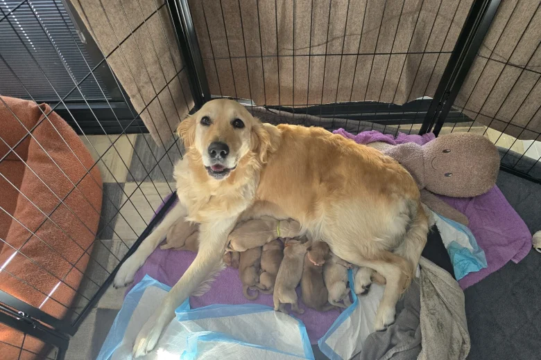 Golden Retriever