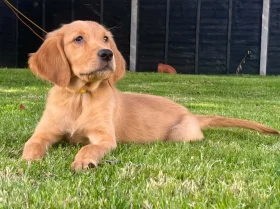 Golden Retriever