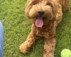 Shichon
