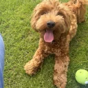 Shichon