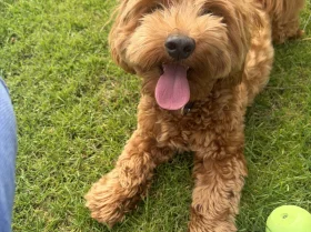 Shichon