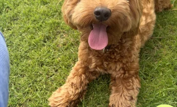 Shichon