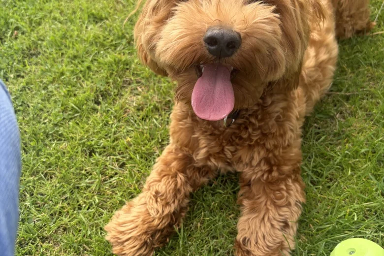 Shichon