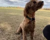 Shichon