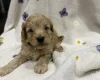 Cockapoo