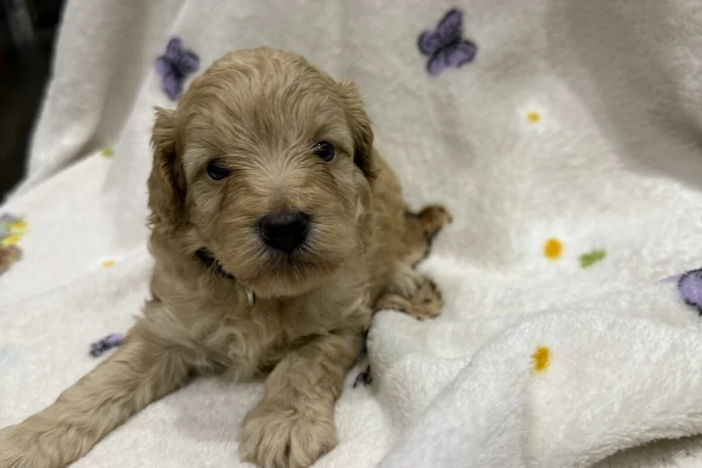 Cockapoo
