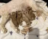 Cockapoo