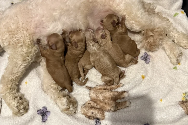 Cockapoo