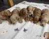 Cockapoo