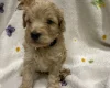 Cockapoo