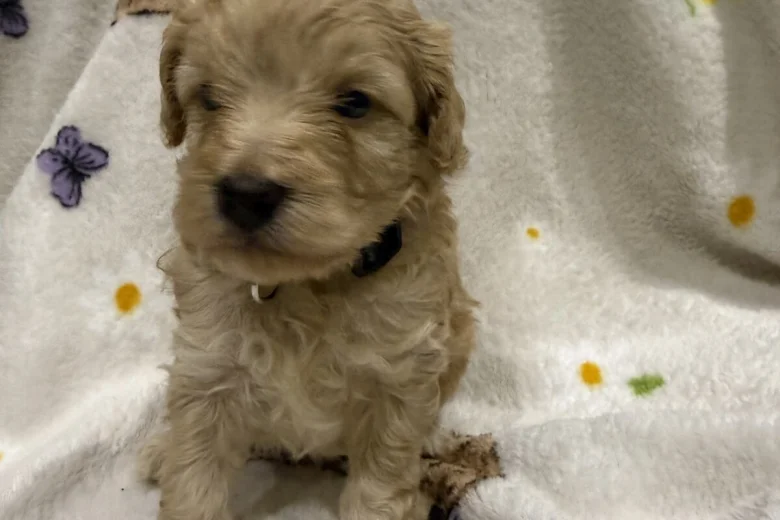 Cockapoo