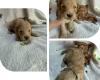 Cockapoo
