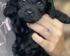 Cockapoo