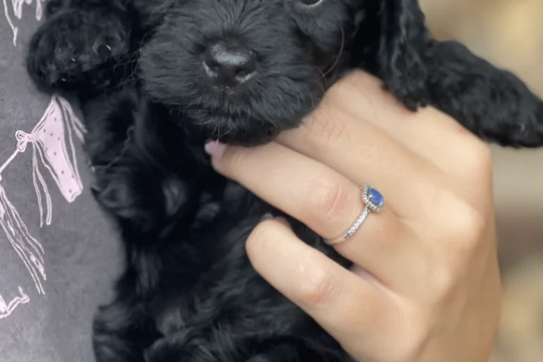 Cockapoo