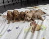 Cockapoo