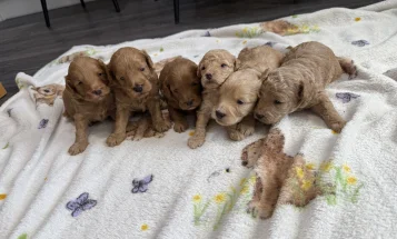 Cockapoo