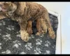 Cockapoo