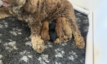 Cockapoo