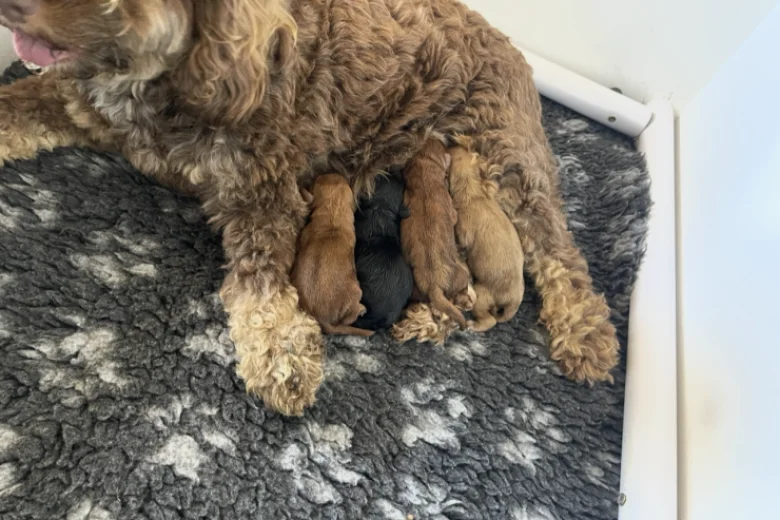 Cockapoo
