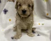 Cockapoo