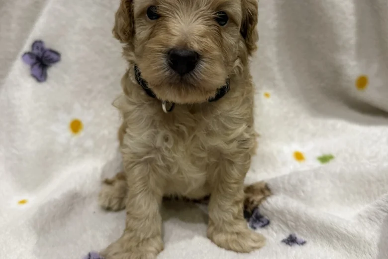 Cockapoo