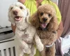 Cockapoo