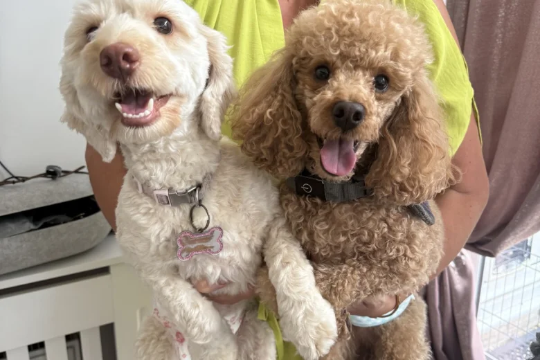 Cockapoo