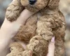 Cockapoo