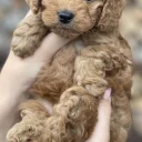 Cockapoo