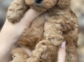 Cockapoo