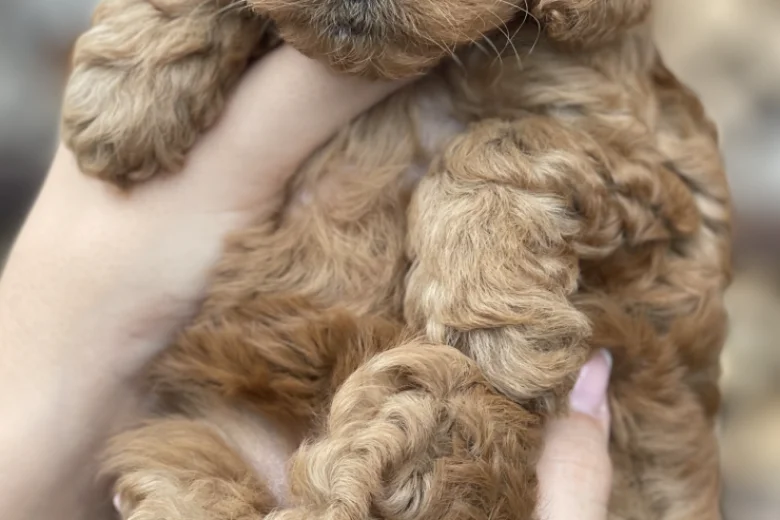 Cockapoo