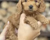 Cockapoo