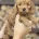 Cockapoo