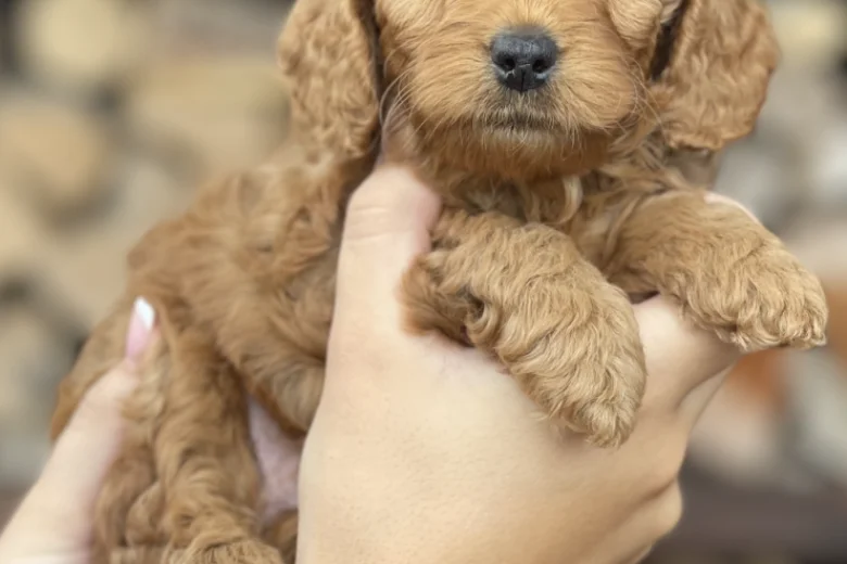 Cockapoo