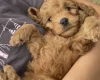 Cockapoo