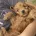 Cockapoo