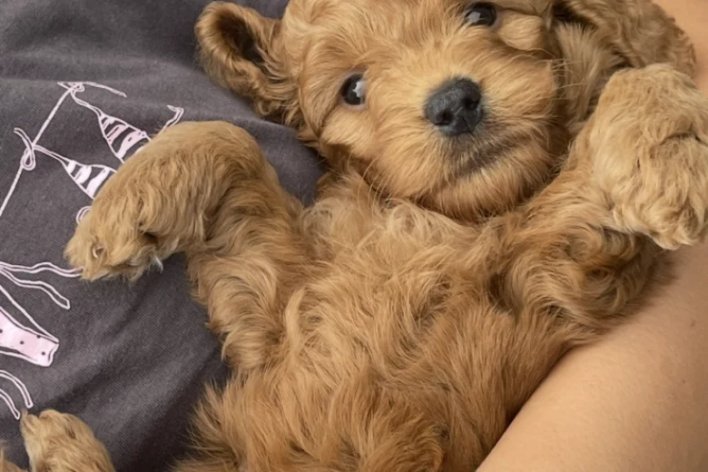 Cockapoo