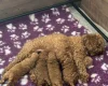 Cavapoo