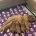 Cavapoo