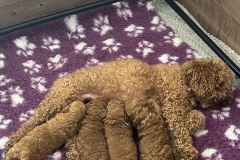 Cavapoo