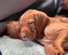 Hungarian Vizsla