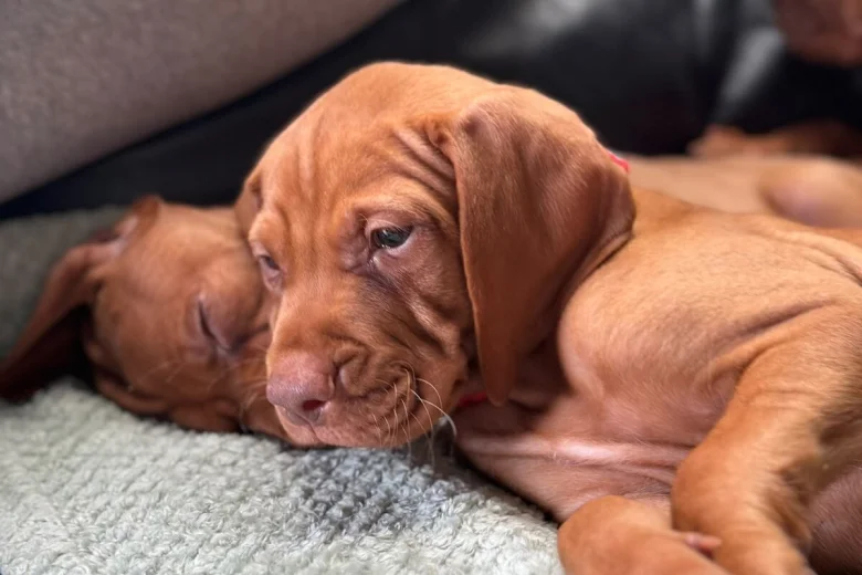 Hungarian Vizsla