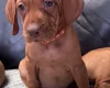 Hungarian Vizsla