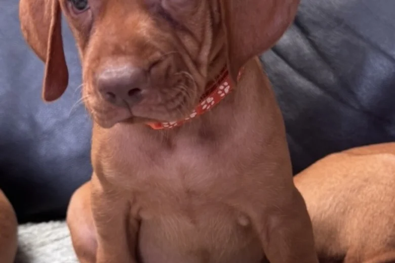 Hungarian Vizsla