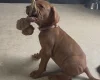 Hungarian Vizsla
