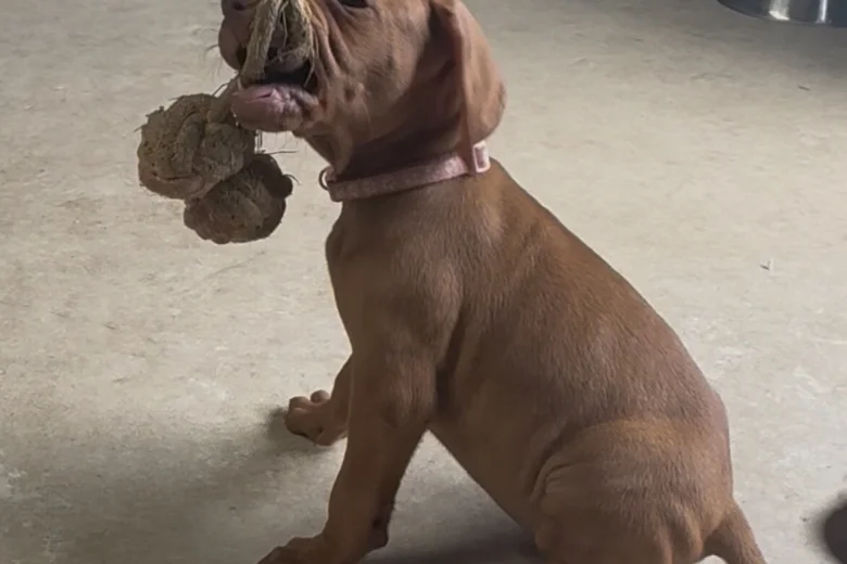 Hungarian Vizsla